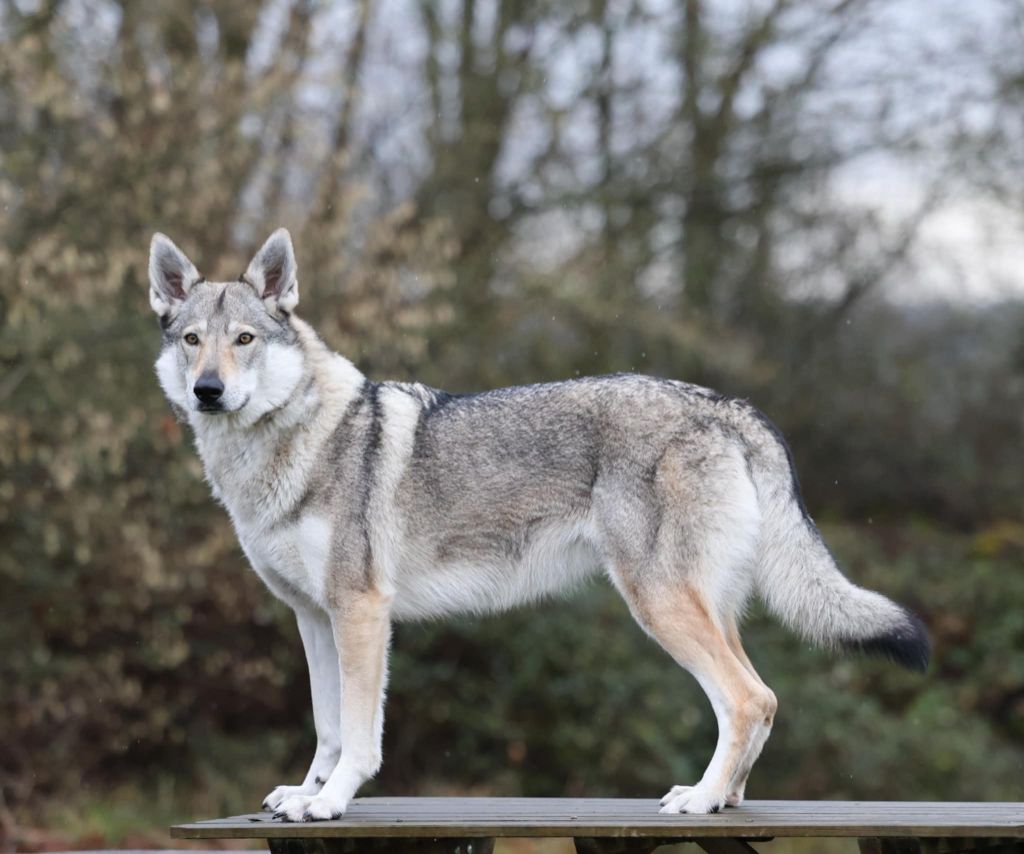 CH. Sanka de l'Ame des Loups