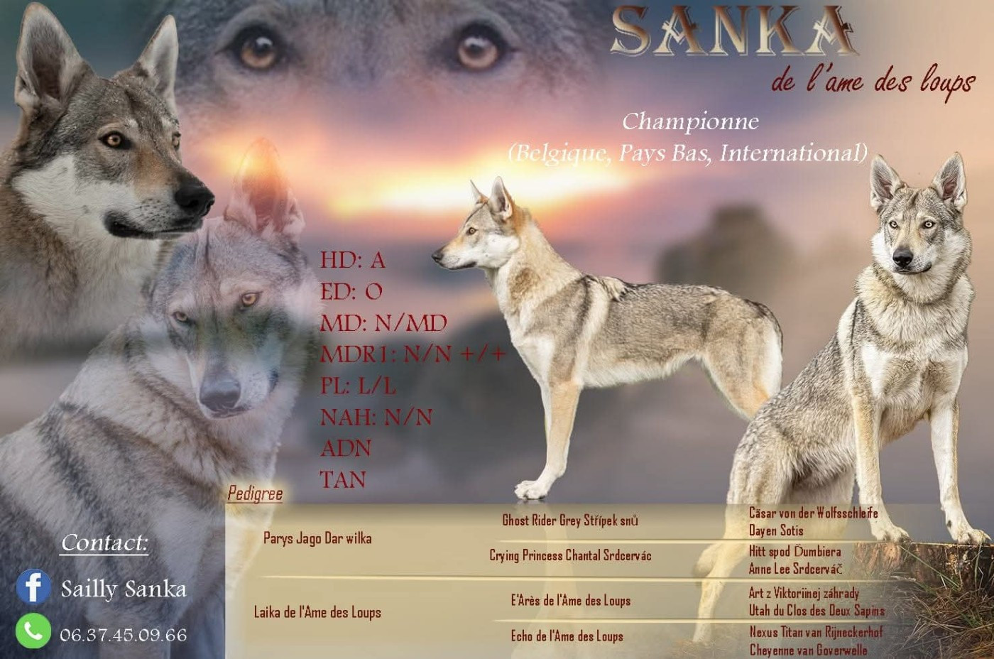 FUTUR PORTÉE 2026- si dame nature le veux.