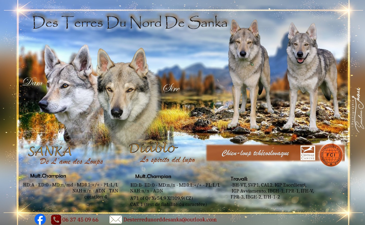 FUTUR PORTÉE 2026- un mâle par excellence