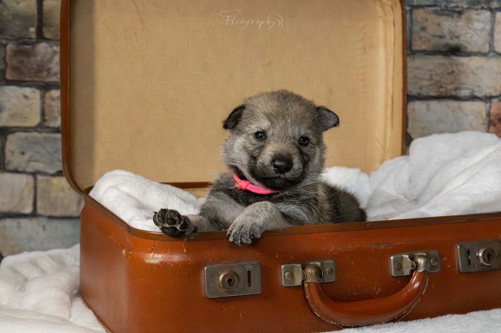 Des Terres Du Nord De Sanka - Chiots disponibles - Chien-loup tchecoslovaque