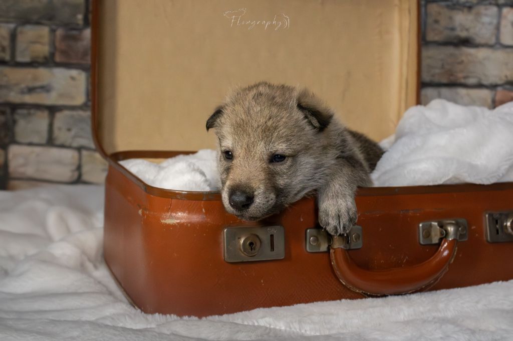 Des Terres Du Nord De Sanka - Chiots disponibles - Chien-loup tchecoslovaque